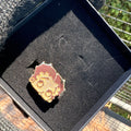 BB Face Ring